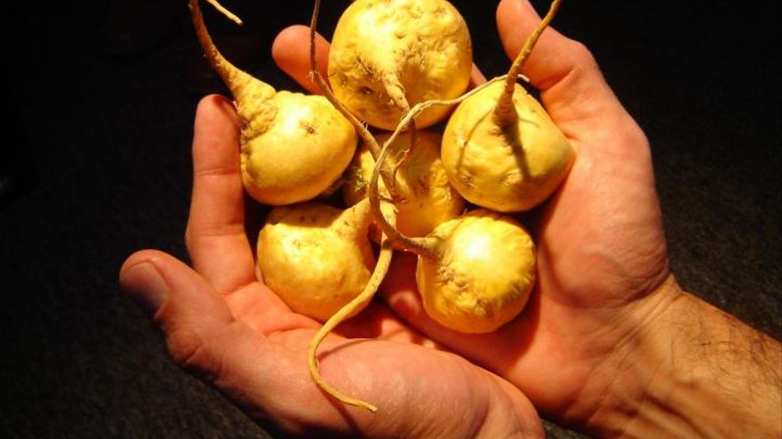 Maca, el superalimento de propiedades vigorizantes y afrodisíacas