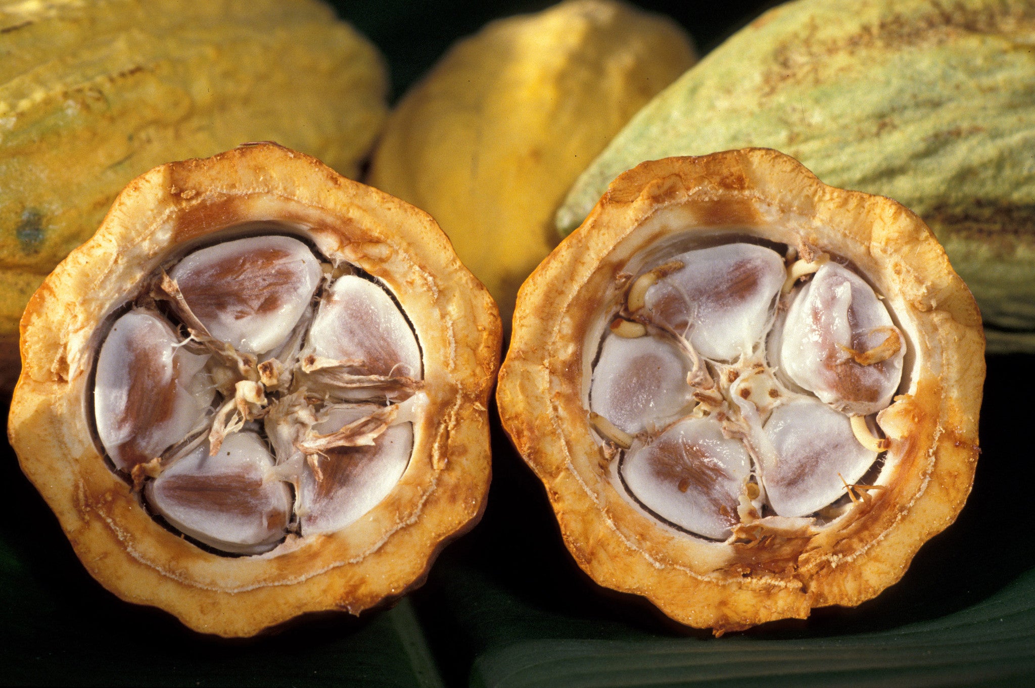 7 razones para enamorarte del cacao